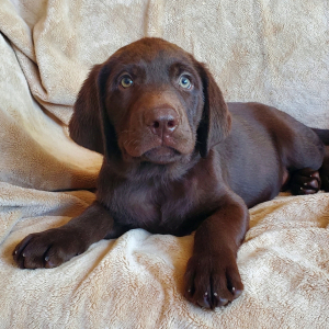 Labrador Retriever Puppy Macho