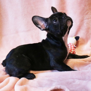 French Bulldog Puppy Jasper Max