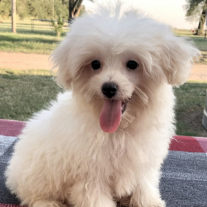 Maltipoo Puppy Mickey