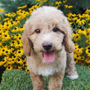 Goldendoodle Puppy Bentley