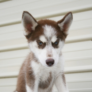 Siberian Husky Puppy Rigel