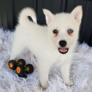 Pomsky Puppy Jasmine
