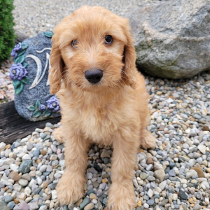Goldendoodle Puppy Tracie