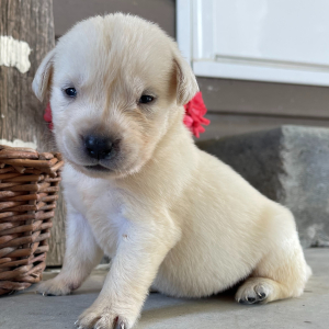 Labrador Retriever Puppy Dottie