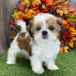 Shih Tzu Puppy Whitney
