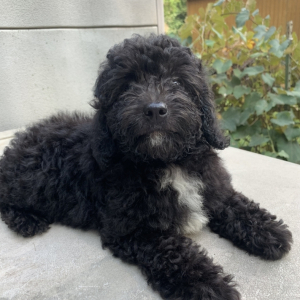Cavapoo Puppy Ajax