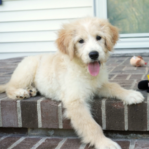 Goldendoodle Puppy Balli