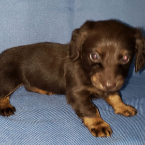 Dachshund Puppy Allie