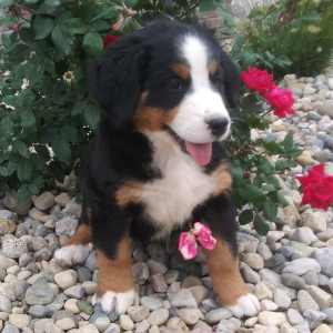 Bernese Mountain Dog Puppy Allie