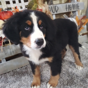 Bernese Mountain Dog Puppy Archie