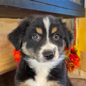 Australian Shepherd Puppy Kurt