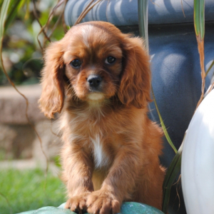 Cavalier King Charles Spaniel Puppy Benji