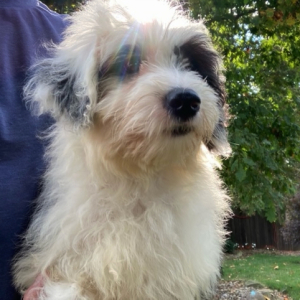 Sheepadoodle Puppy Abigail