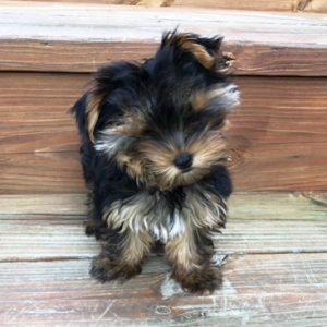 Yorkshire Terrier Puppy Peanut