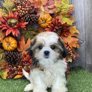 Shih Tzu Puppy Heidi