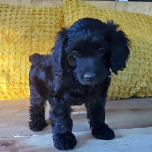 Cockapoo Puppy Max