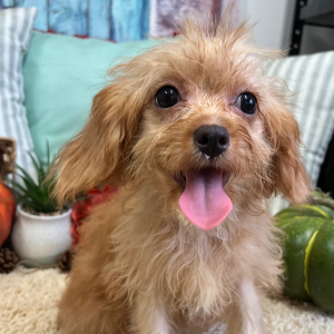 Cavapoo Puppy Polly