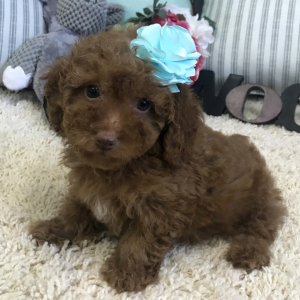 Poodle Puppy Willow