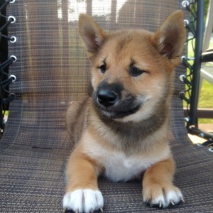 Shiba Inu Puppy Dexter