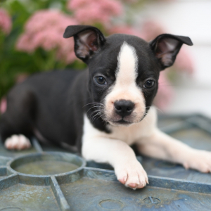 Boston Terrier Puppy Nero