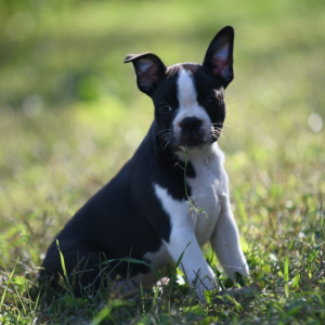 Boston Terrier Puppy Nero