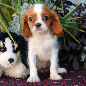 Cavalier King Charles Spaniel Puppy Hope