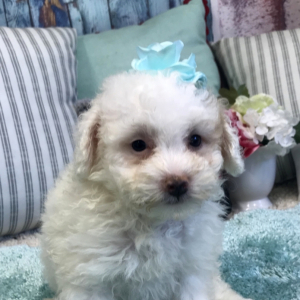 Pomapoo Puppy Sara