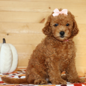 Goldendoodle Puppy Miss Lucy