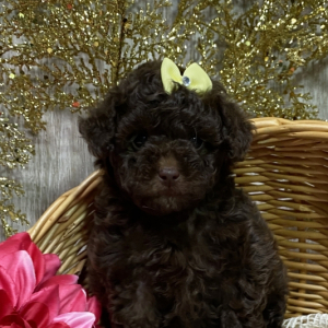 Poodle Puppy Koca