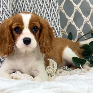 Cavalier King Charles Spaniel Puppy Wendy