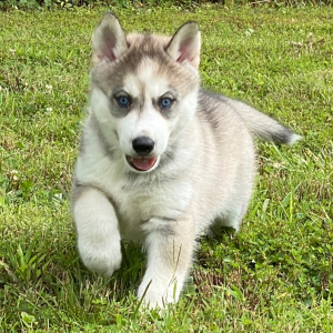 Siberian Husky Puppy Talen