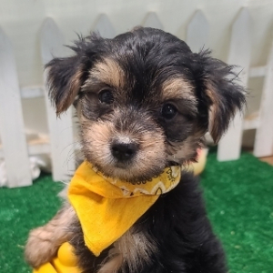 Morkie Puppy Baby Beau