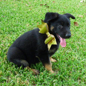 German Shepherd Dog Puppy Allie