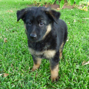 German Shepherd Dog Puppy Gretchen