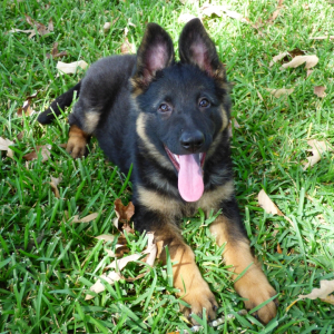 German Shepherd Dog Puppy Gretchen