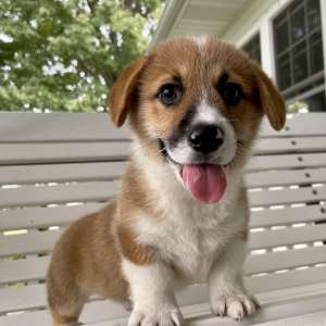 Pembroke Welsh Corgi Puppy Ethan