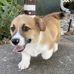 Pembroke Welsh Corgi Puppy Ethan