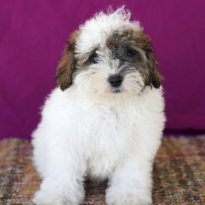 Poodle Puppy Timmy