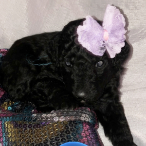 Labradoodle Puppy Sunny