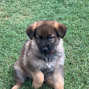 German Shepherd Dog Puppy Thor