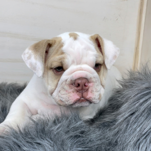 Bulldog Puppy Scruff