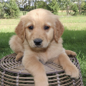 Golden Retriever Puppy Ziggy