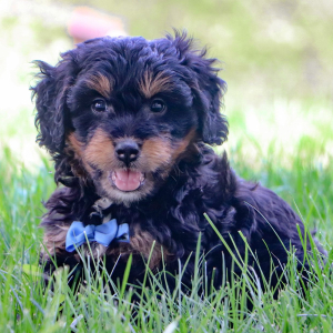 Bernedoodle Puppy Chester