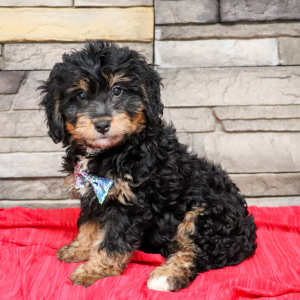 Bernedoodle Puppy Chester