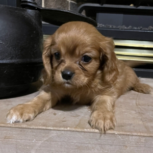 Cavalier King Charles Spaniel Puppy Prince Andrew