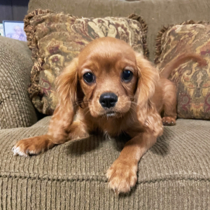 Cavalier King Charles Spaniel Puppy Prince Andrew