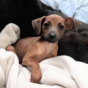 Miniature Pinscher Puppy Carly