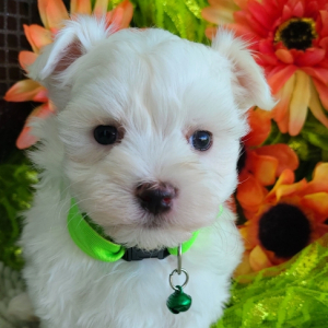 Maltese Puppy Niles