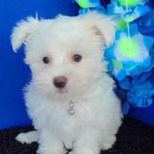 Maltese Puppy Niles