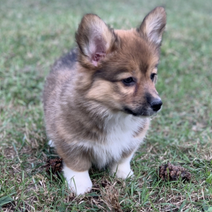Pembroke Welsh Corgi Puppy Missy